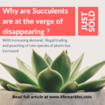 Love For Succulents Causing Extinction Of Rare Plant